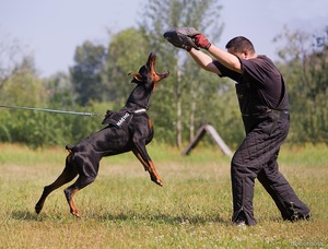 Дрессировка щенков