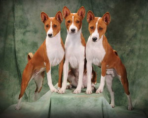 Характеристика породы