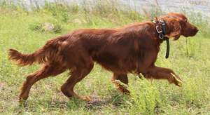 Ирландский сеттер