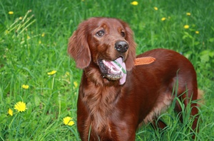 Как кормить сеттеров