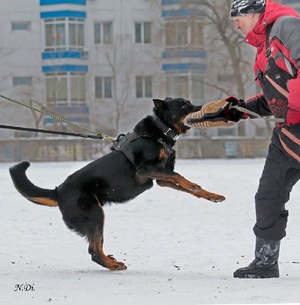 Дрессировка собак