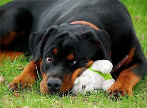 Тип шерсти ротвейлеров