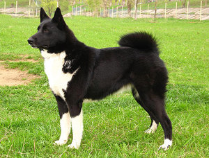 Русско европейская лайка