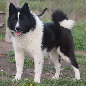 Как произошла порода лайка