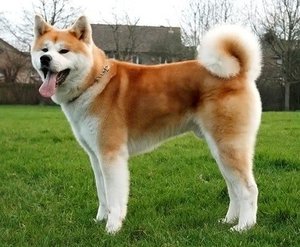 Характеристика породы Акита-ину 