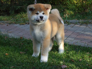 Уход за Акита-ину 