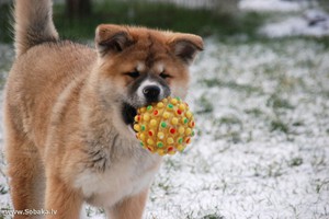 Как правильно выбрать щенка акита ину