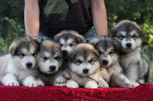 Окрас породы собак