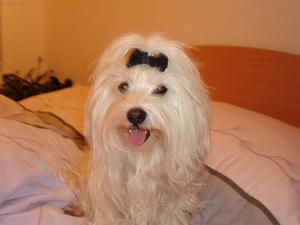 Чем питается балонка