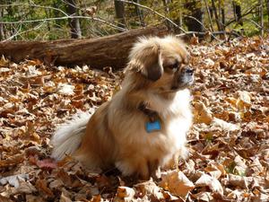 Тибетский спаниель на прогулке