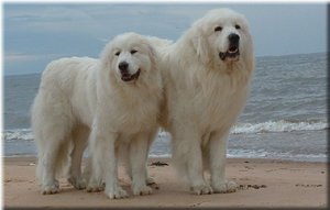 Правила содержания породы