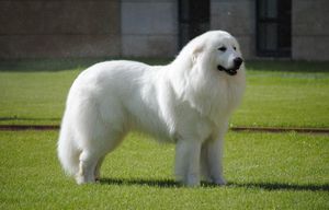 Описание породы пиренейской породы