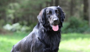 Описание породы собак