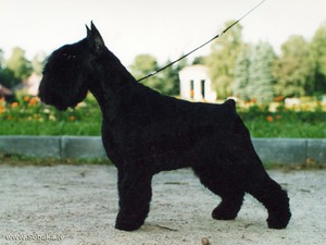 Шнауцеры всех видов