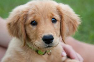 Как отличить ретривера от других пород