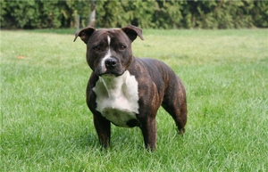 Стаффорд на лужайке фото