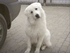 Овчарка с белой шерстью