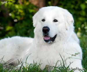 Своенравная порода собаки