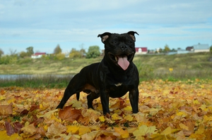 Бультерьер бегает по  листьям