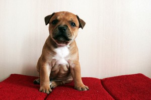 Щенок стаффордширского бультера сидит фото