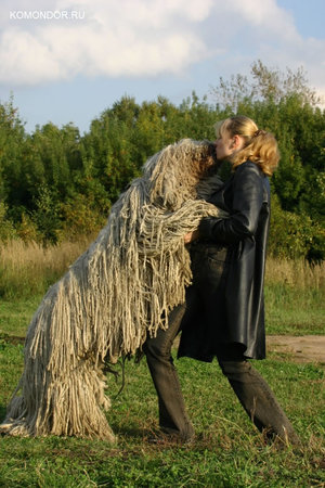 Дрессировка породы Командор