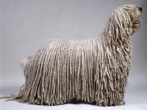 Уход за шерстью собаки