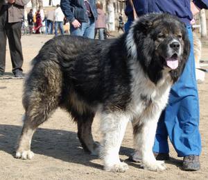 Внешний вид Кавказской овчарки