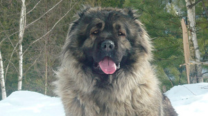 Характер кавказца