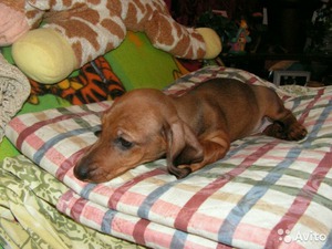 Уход за собакой таксой