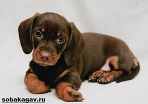 Воспитание таксы