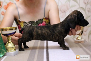 Выбор щенка таксы