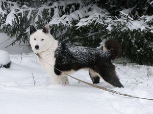 Особенности дрессировки карельской медвежьей собаки