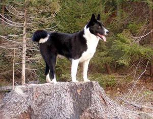  Содержание медвежьей собаки 