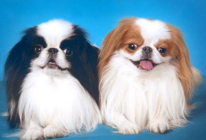 Как выглядит японский хин