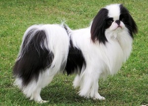 Как вырастить  японского хина