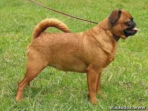 Скольк стоят щенки брабансоны