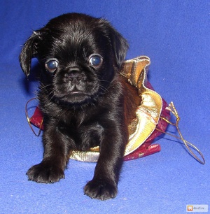 Питание осбак брабансонов