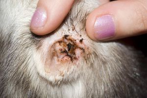 Признаки ушного клеща