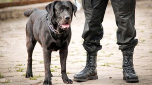 Черный лабрадор