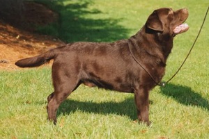 Характеристики породы Лабрадор ретривер