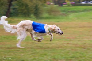 Как тренировать русскую борзую