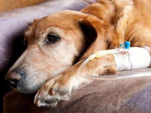 Заболевание лептоспироз у собак