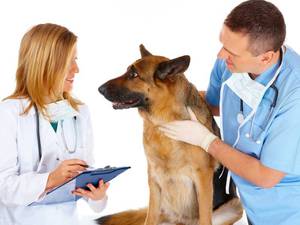 Прием у ветеринара