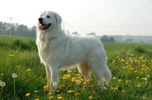 Порода словацкий чувач