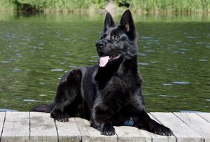 Чёрный окрас 