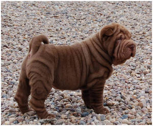 Шарпей коричневого окраса