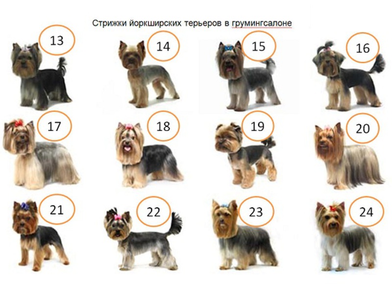 Стрижки йорка