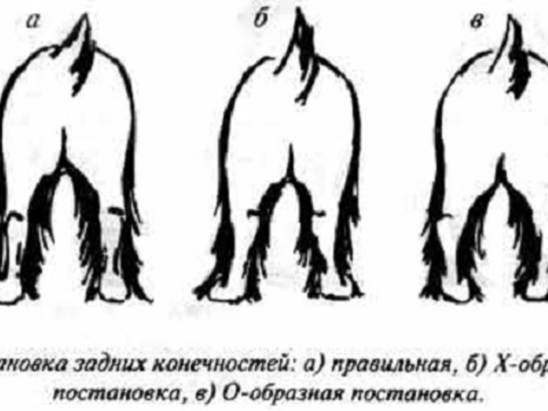 Лапы йорка