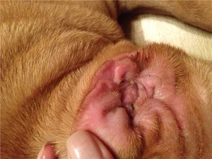 Какими заболеваниями лечить отит