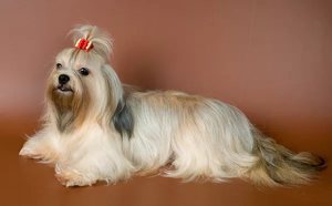 Собака Болонка